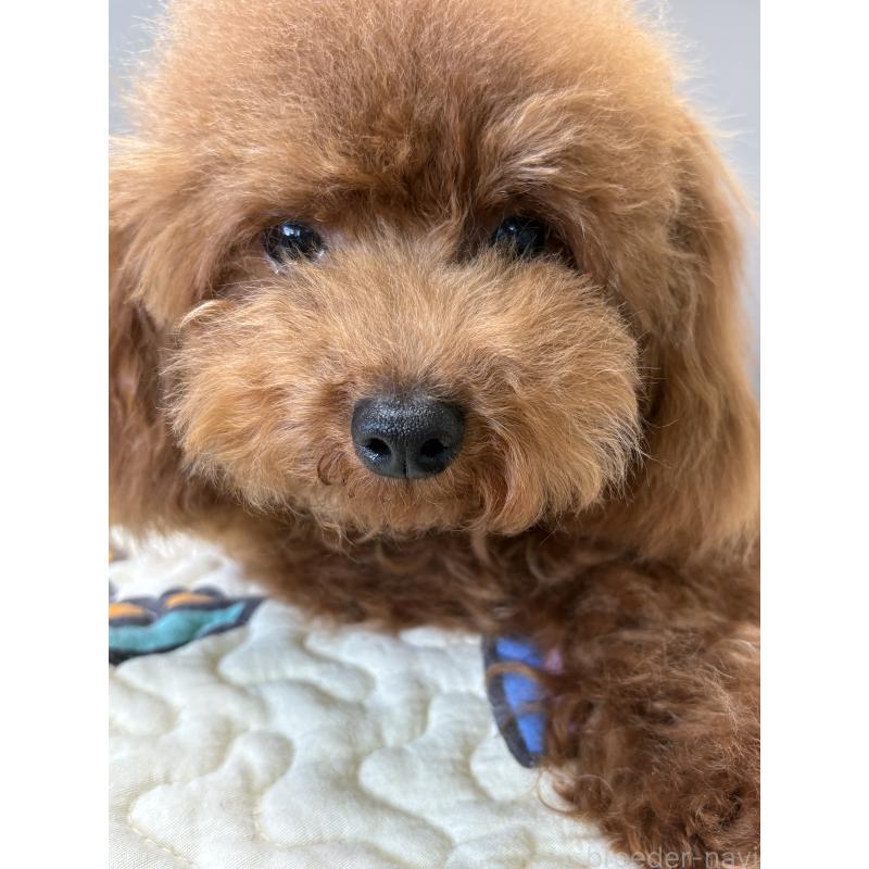 販売中の福岡県のタイニープードル-377537の4枚目