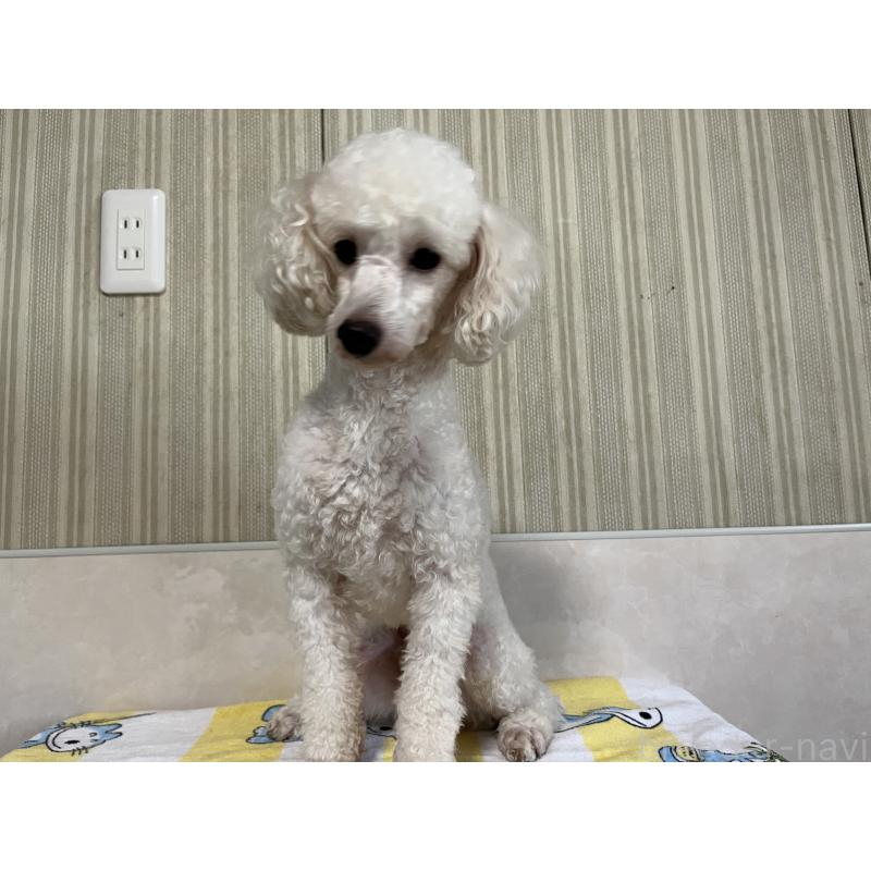 成約済の愛媛県のタイニープードル-413379の4枚目