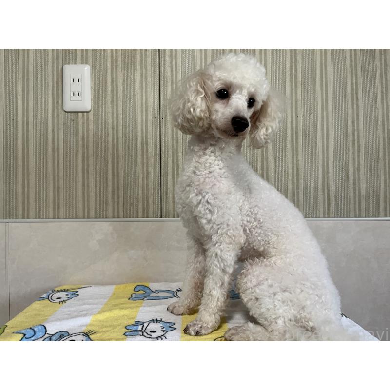 成約済の愛媛県のタイニープードル-413379の3枚目