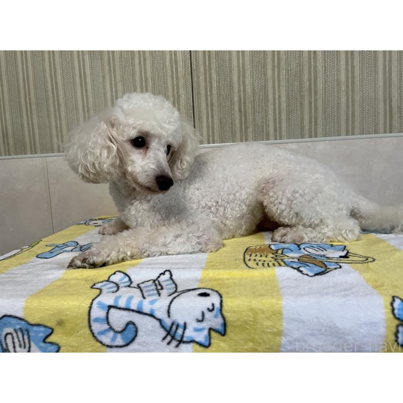 成約済の愛媛県のタイニープードル-413379の2枚目