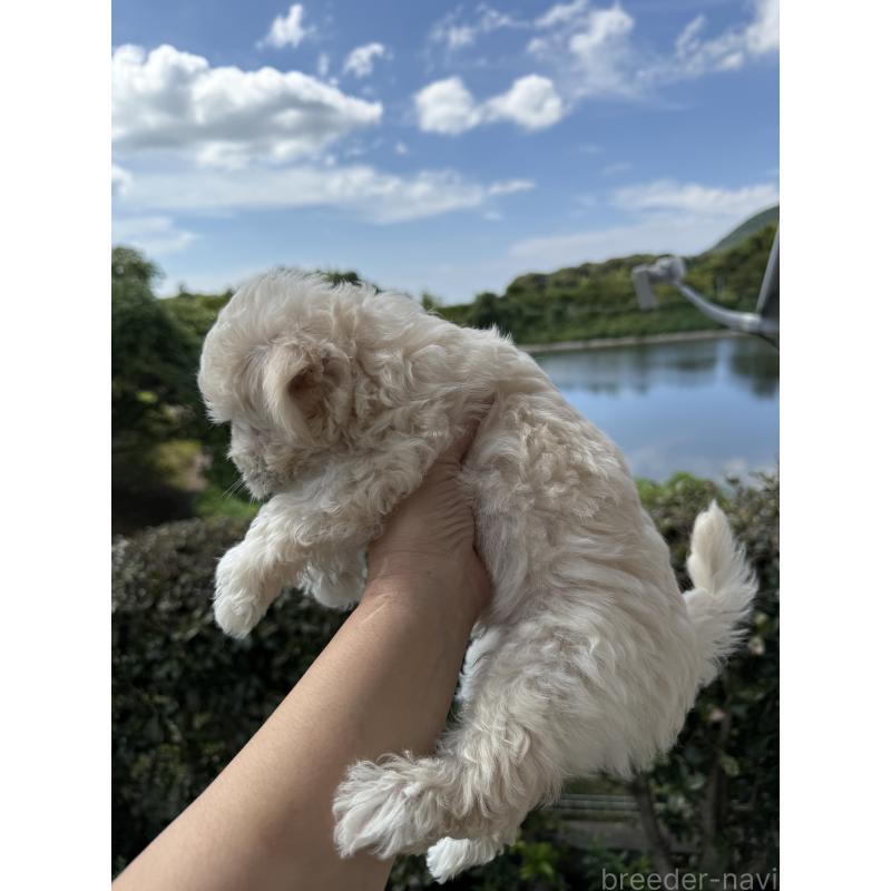 成約済の福岡県のマルプー:マルチーズ×トイプードル-411565の2枚目