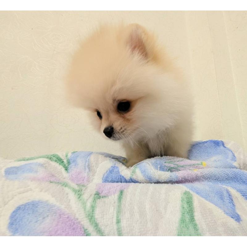 販売中の宮崎県のポメラニアン-414515の3枚目