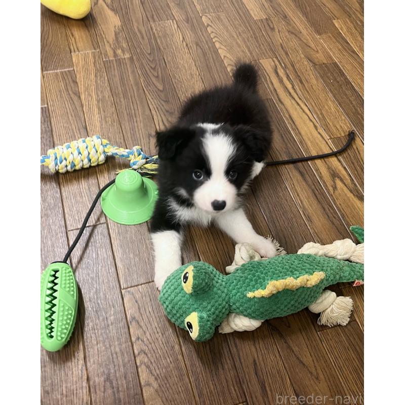 成約済の東京都のボーダーコリー-413145の9枚目