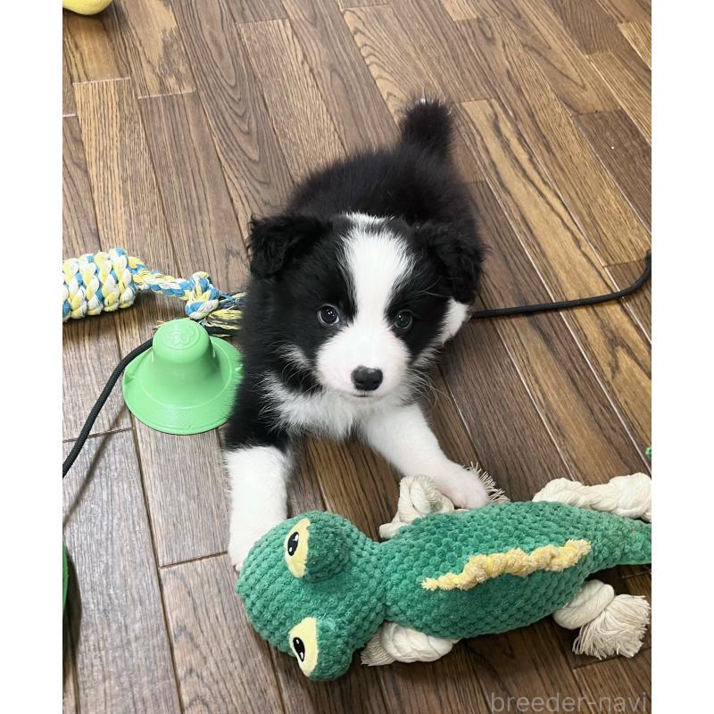 成約済の東京都のボーダーコリー-413145の8枚目