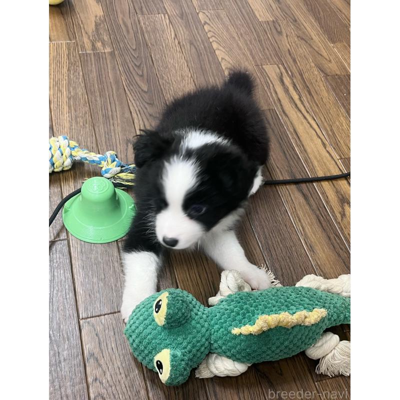 成約済の東京都のボーダーコリー-413145の7枚目