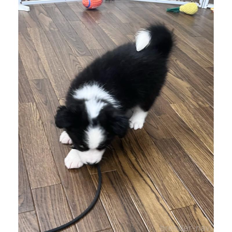 成約済の東京都のボーダーコリー-413145の6枚目