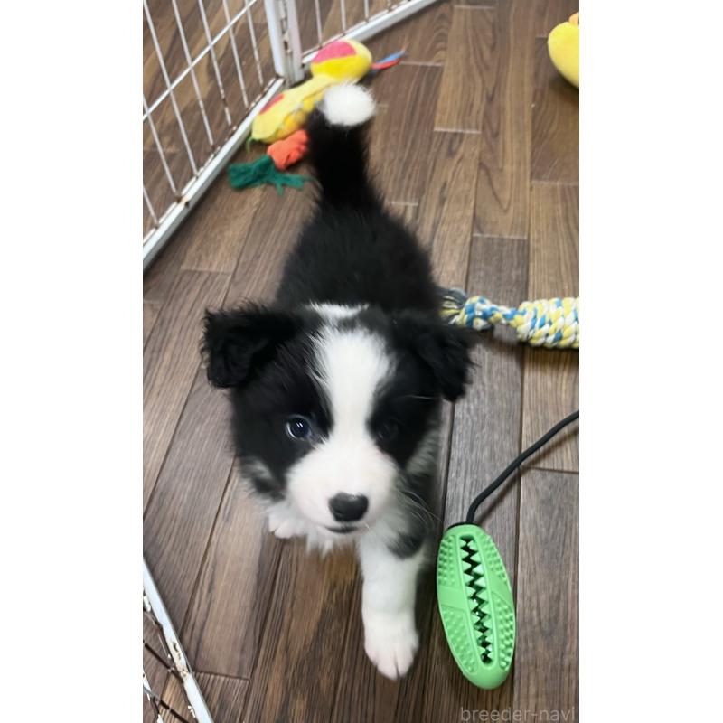 成約済の東京都のボーダーコリー-413145の5枚目