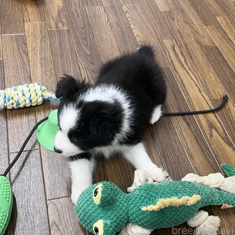 成約済の東京都のボーダーコリー-413145の4枚目