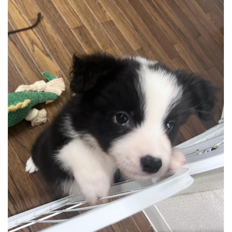 成約済の東京都のボーダーコリー-413145の3枚目