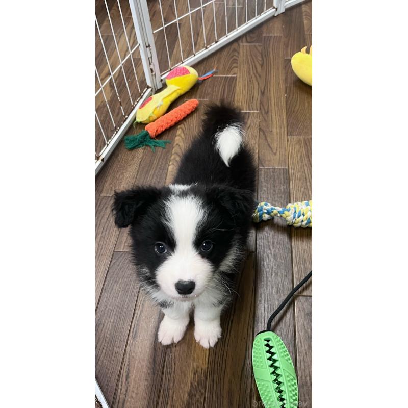 成約済の東京都のボーダーコリー-413145の2枚目