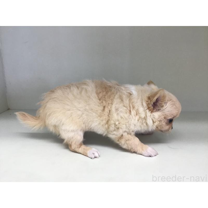 販売中の山形県のチワワ(ロングコート)-410966の5枚目