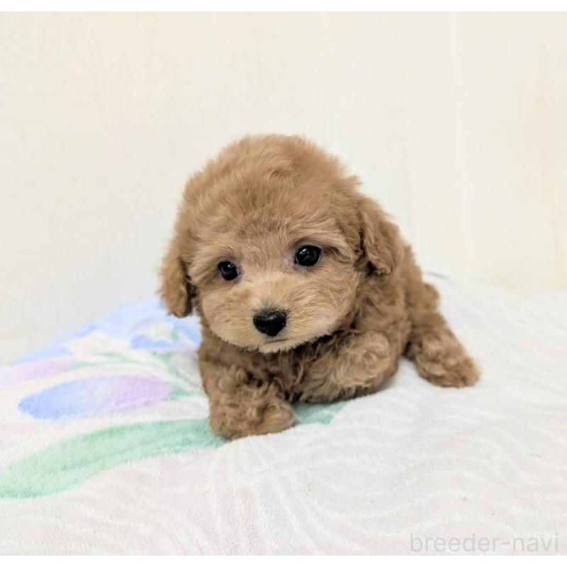販売中の宮崎県のトイプードル-414519の6枚目