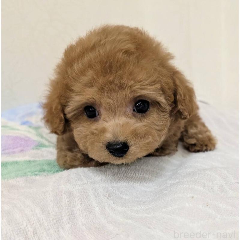 販売中の宮崎県のトイプードル-414519の1枚目