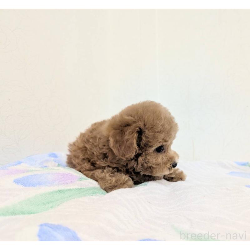 販売中の宮崎県のトイプードル-414519の5枚目