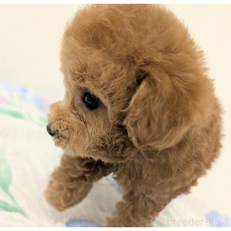 販売中の宮崎県のトイプードル-414519の4枚目
