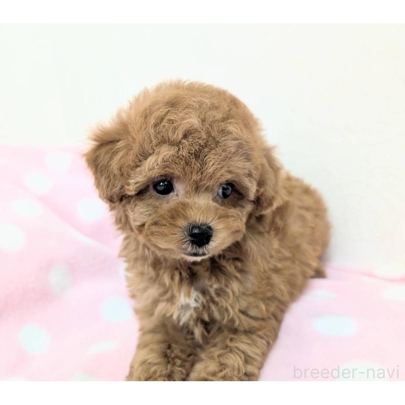 販売中の宮崎県のトイプードル-414520