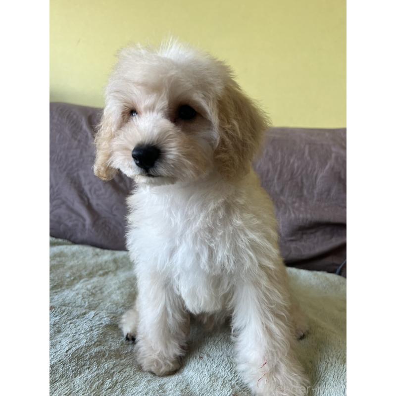 販売中の茨城県のミックス犬-414521の5枚目