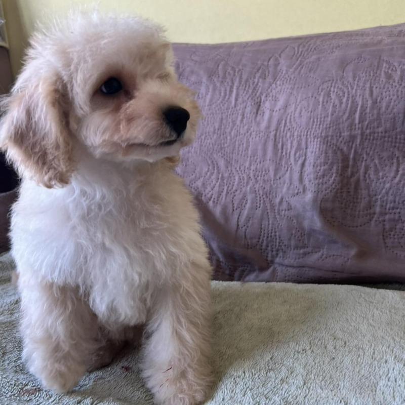 販売中の茨城県のミックス犬-414521の3枚目