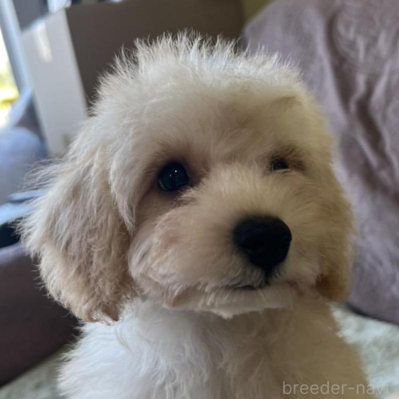 販売中の茨城県のミックス犬-414521の1枚目