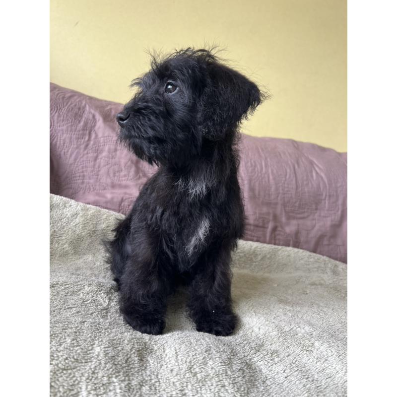 販売中の茨城県のミックス犬-414522の4枚目