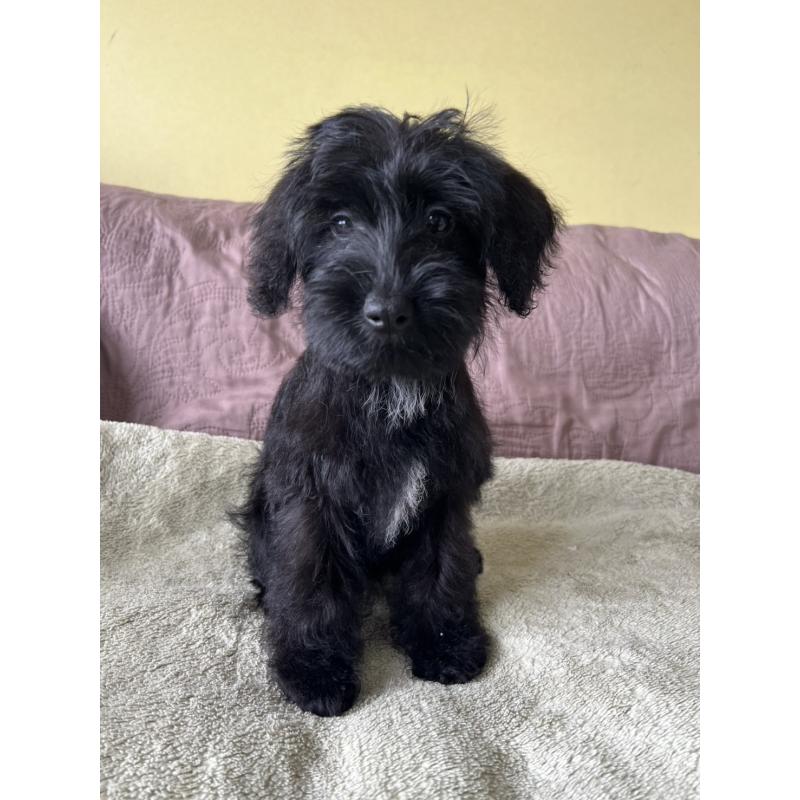 販売中の茨城県のミックス犬-414522の3枚目