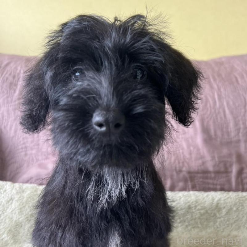 販売中の茨城県のミックス犬-414522の2枚目