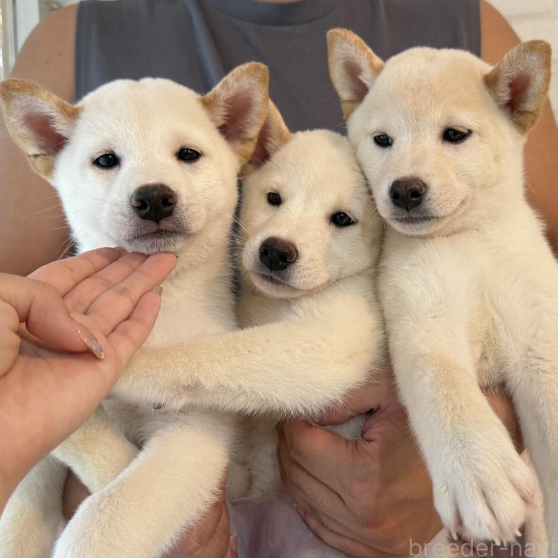 販売中の大阪府の柴犬-413696