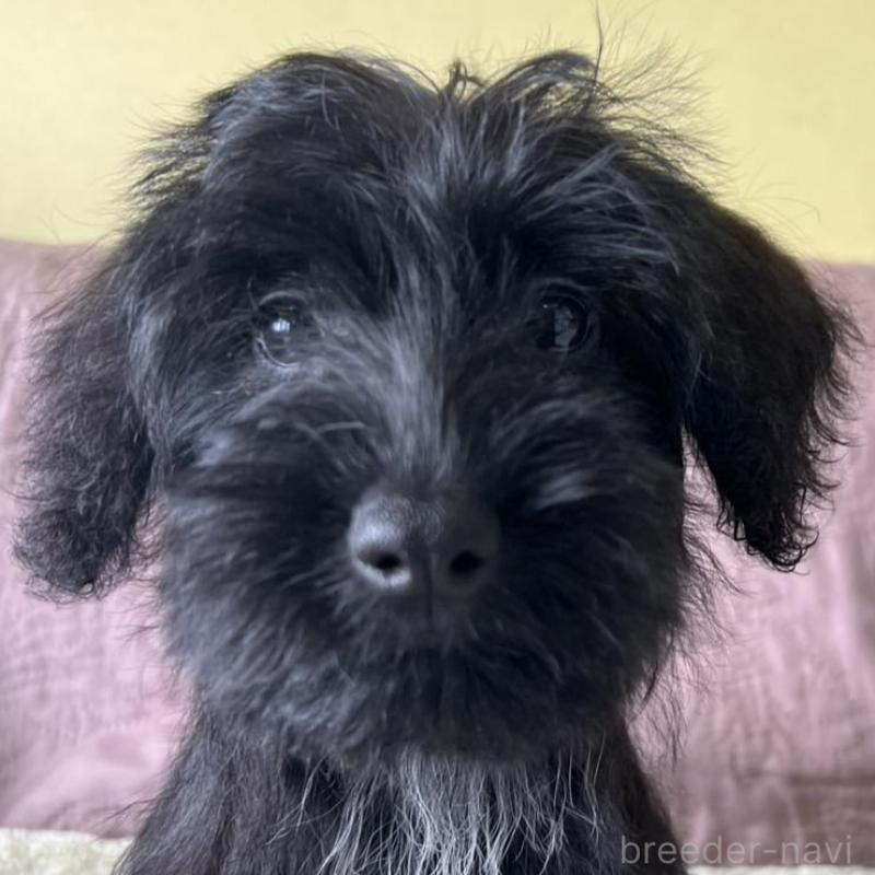 販売中の茨城県のミックス犬-414522
