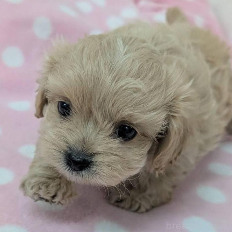 販売中の宮崎県のミックス犬-414525の7枚目