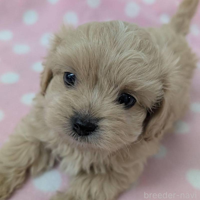 販売中の宮崎県のミックス犬-414525