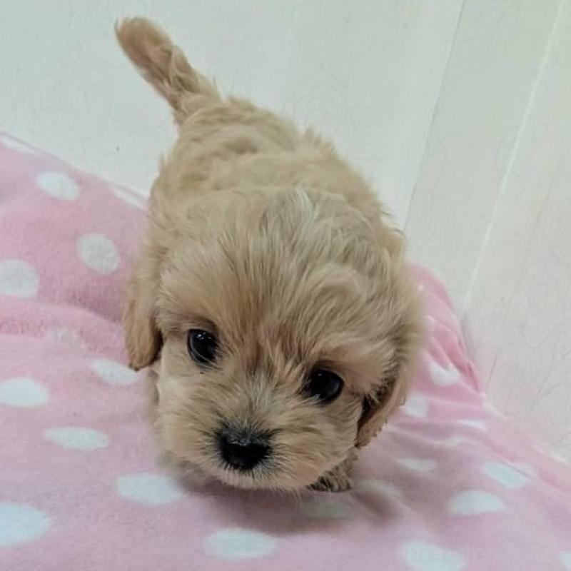 販売中の宮崎県のミックス犬-414525の6枚目
