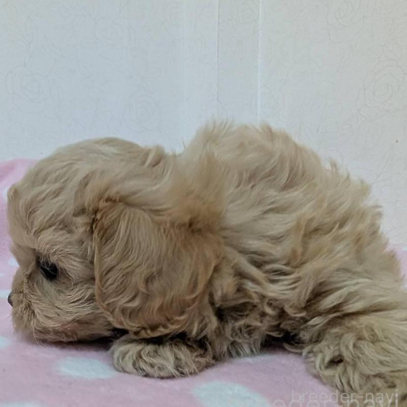 販売中の宮崎県のミックス犬-414525の5枚目
