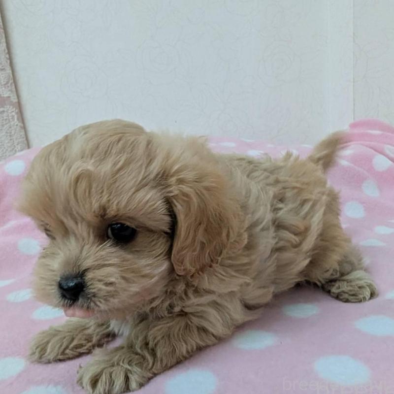 販売中の宮崎県のミックス犬-414525の4枚目