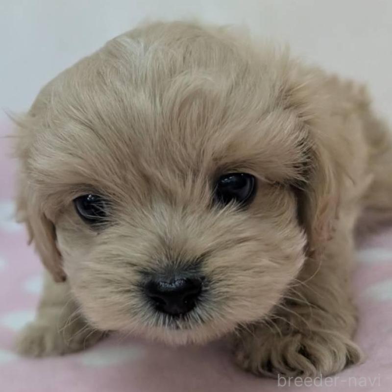 販売中の宮崎県のミックス犬-414525の3枚目