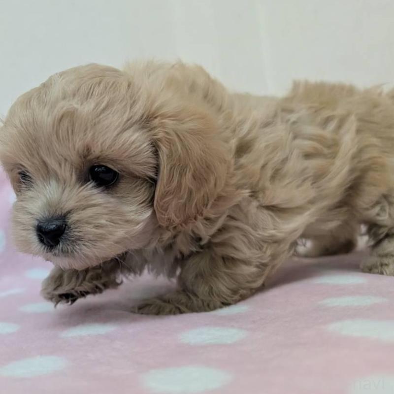 販売中の宮崎県のミックス犬-414525の2枚目