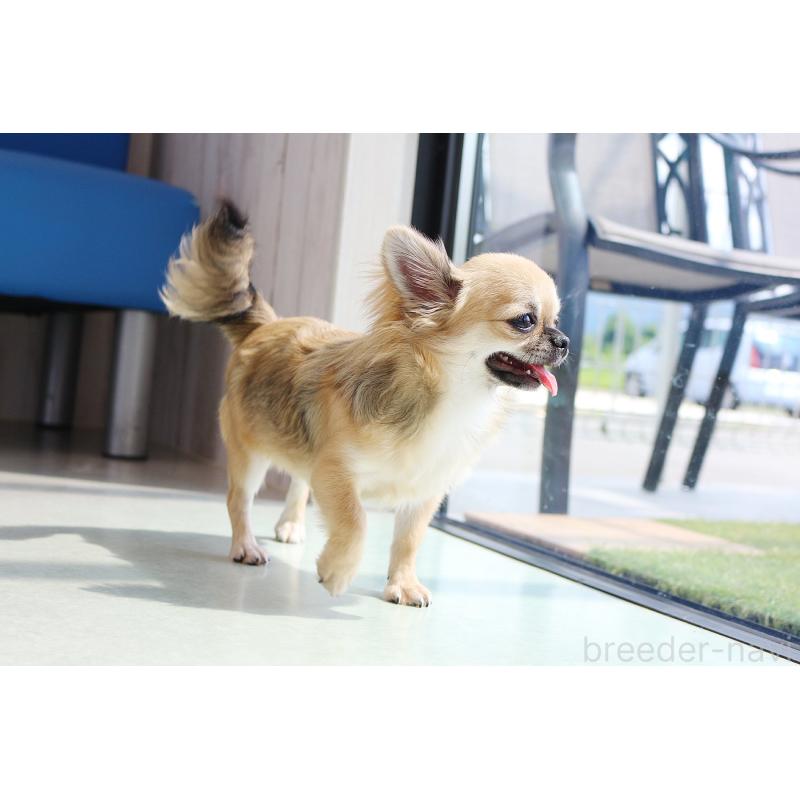 販売中の京都府のチワワ(ロングコート)-383472の7枚目