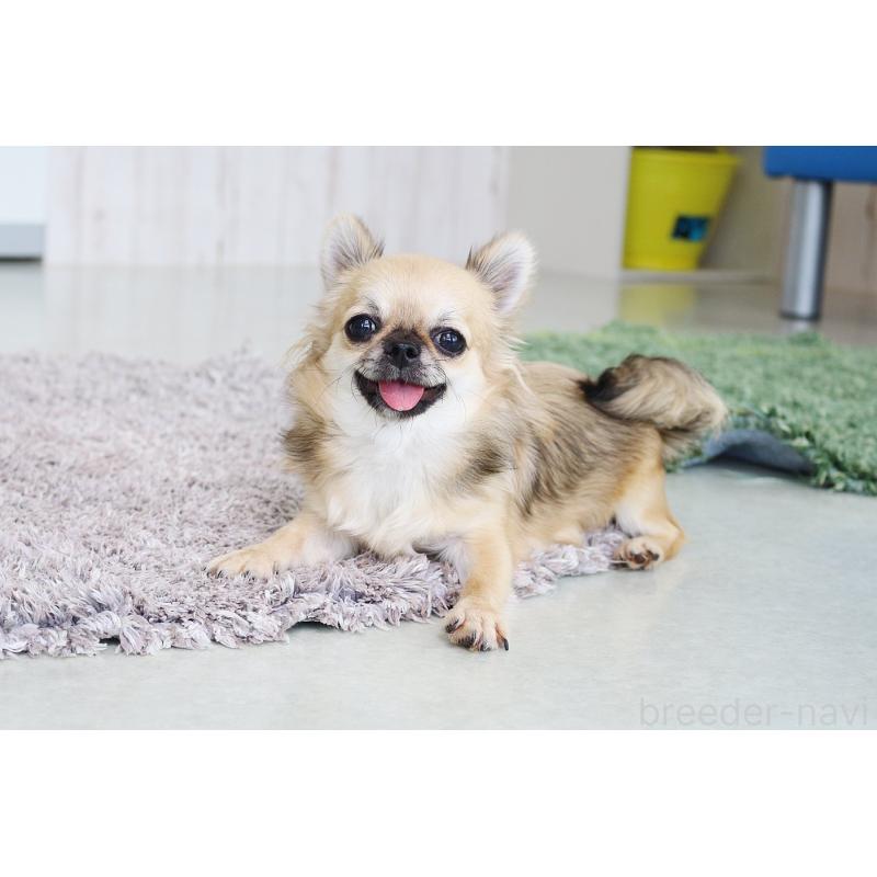 販売中の京都府のチワワ(ロングコート)-383472の6枚目