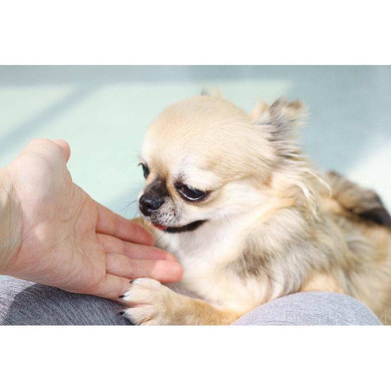 販売中の京都府のチワワ(ロングコート)-383472の5枚目