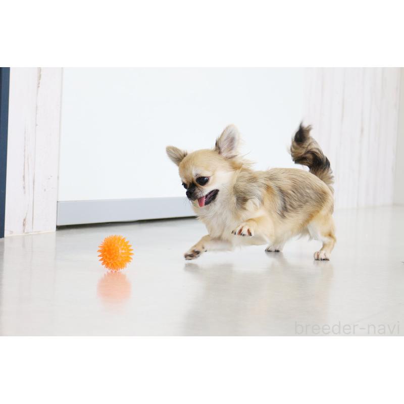 販売中の京都府のチワワ(ロングコート)-383472の4枚目