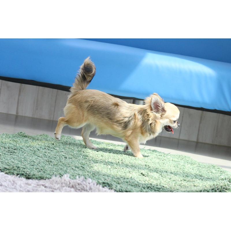 販売中の京都府のチワワ(ロングコート)-383472の3枚目