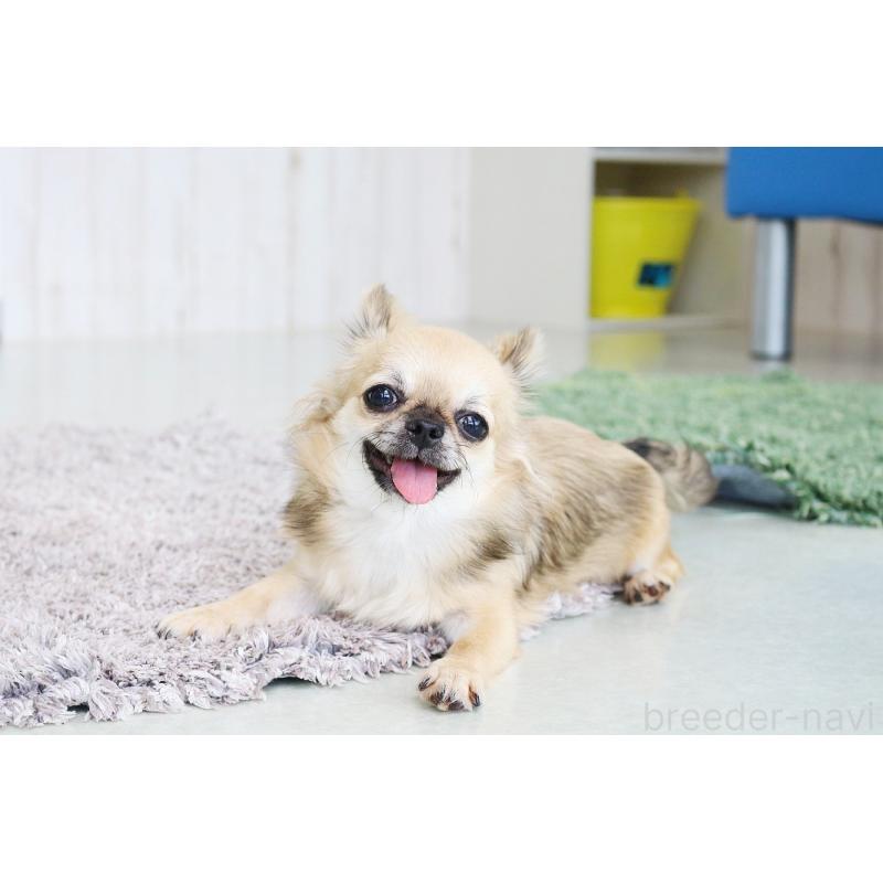 販売中の京都府のチワワ(ロングコート)-383472の2枚目