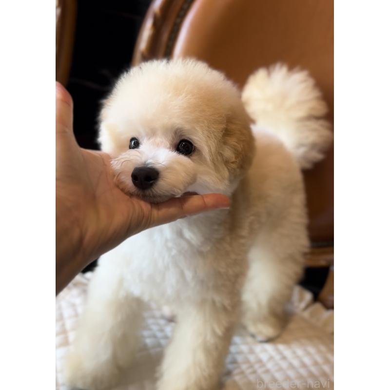 成約済の香川県のトイプードル-393851の3枚目