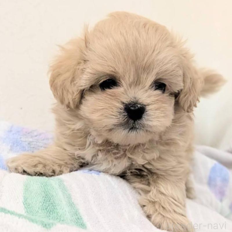 販売中の宮崎県のミックス犬-414528の6枚目