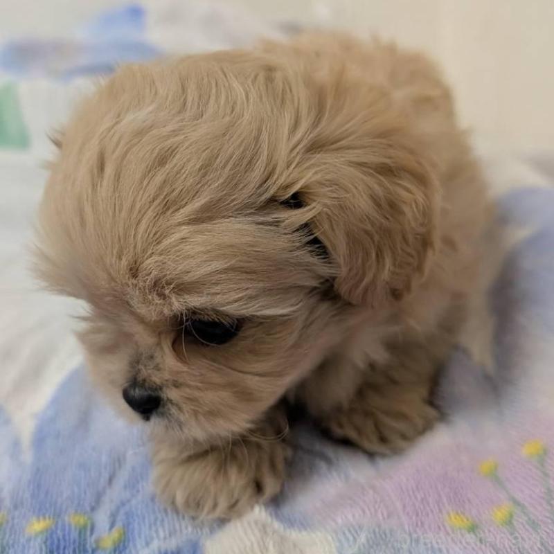 販売中の宮崎県のミックス犬-414528の5枚目