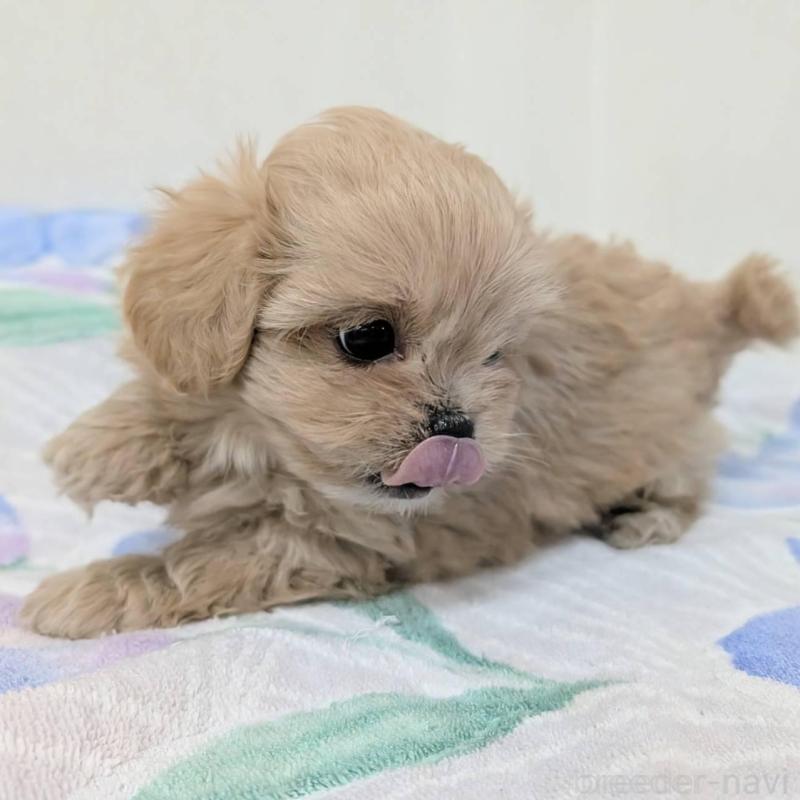 販売中の宮崎県のミックス犬-414528の4枚目