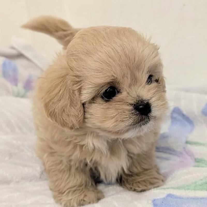 販売中の宮崎県のミックス犬-414528の3枚目