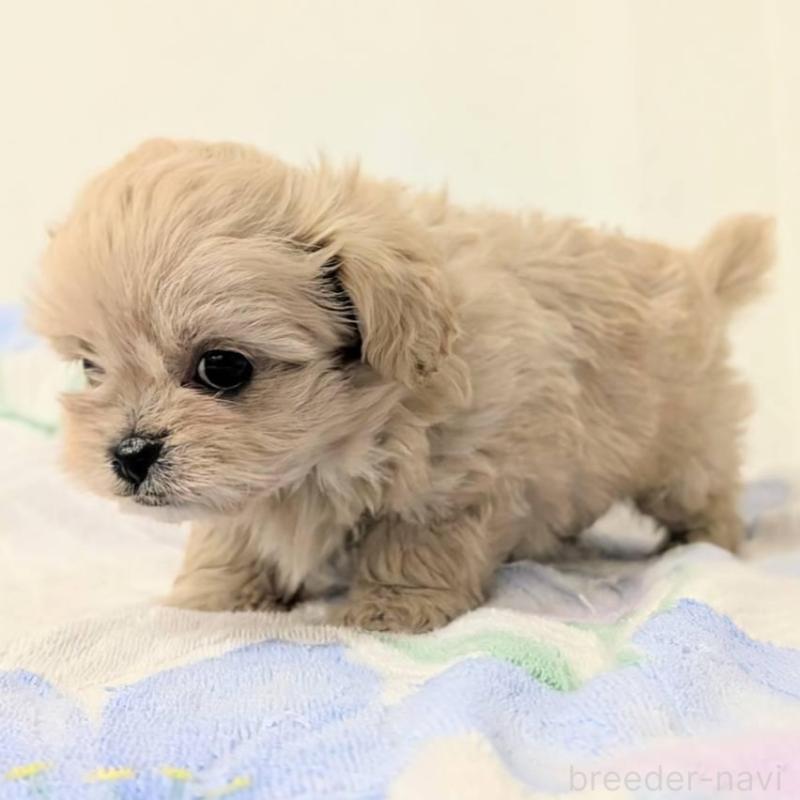 販売中の宮崎県のミックス犬-414528の2枚目