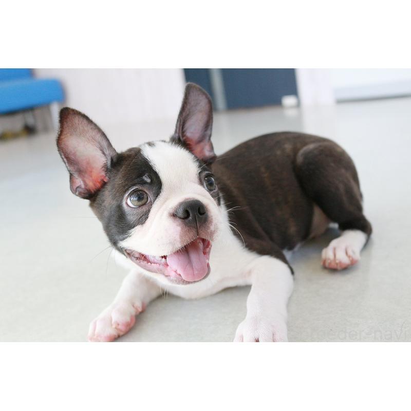 販売中の京都府のボストンテリア-402501の10枚目