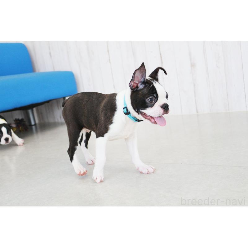 販売中の京都府のボストンテリア-402501の9枚目