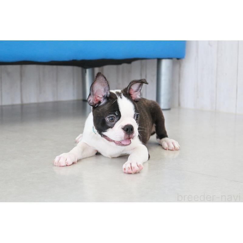 販売中の京都府のボストンテリア-402501の8枚目